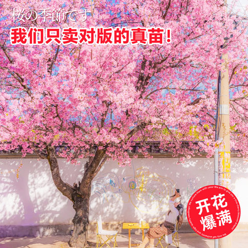 日本樱花树苗南北方室外庭院种植绿化工程苗大型高杆樱花苗风景树 - 图2