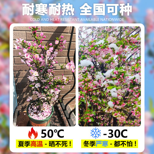 西府海棠花盆栽室内阳台庭院花园垂丝海棠盆景长寿冠海棠花卉植物 - 图2