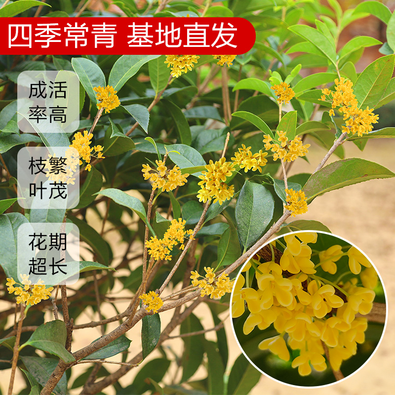 桂花树苗地栽四季常青桂花树金桂丹桂大树苗庭院植物阳台浓香花卉 - 图2