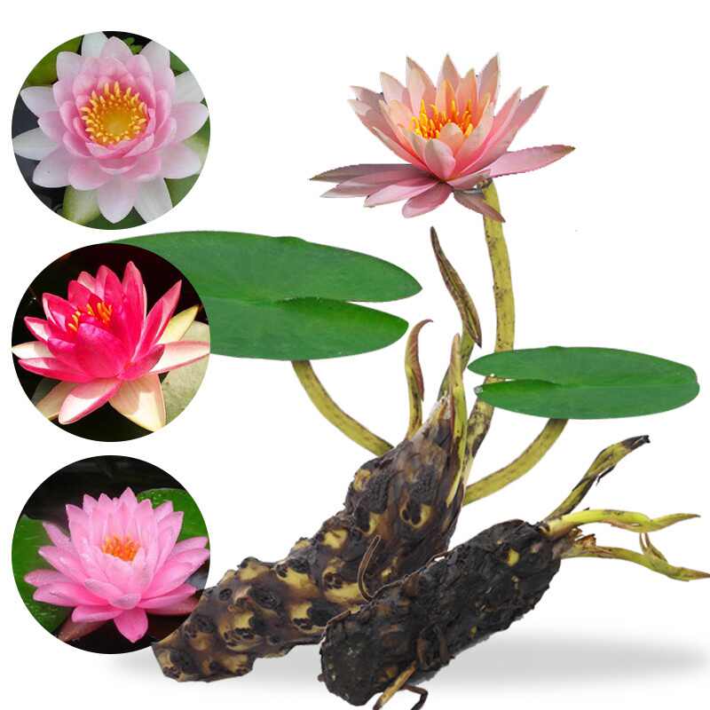 睡蓮根塊迷你 新人首單立減十元 22年3月 淘寶海外