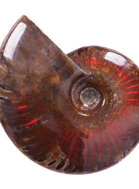 李居明吉祥物斑彩螺摆件招财