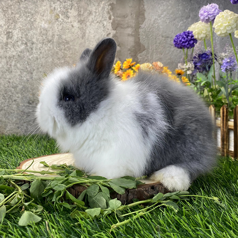 纯种盖脸猫猫兔宠物兔子活物迷你道奇双血统侏儒兔荷兰垂耳兔长毛,淘宝优惠券,粉丝福利购,淘宝优惠卷