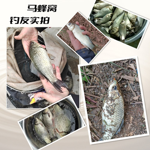 马蜂窝四川南充抖米钓米鲫鱼饵钓麦抖灰面钓鱼酒米皮筋圈逗钓草洞 - 图2