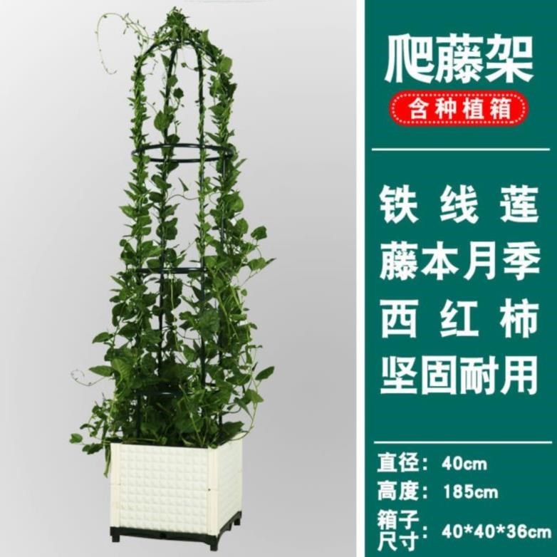 铁线莲铁艺园艺百香果搭拱门花架室内专用阳台花架爬藤网花房过道 - 图0