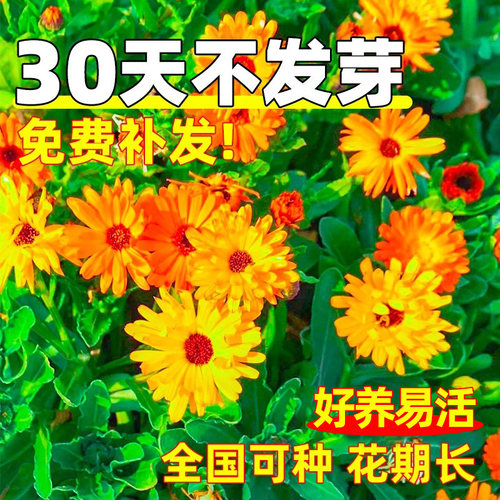金盏菊花种籽四季种植公园景区花海庭院别墅野花组合种子耐寒花籽 - 图2