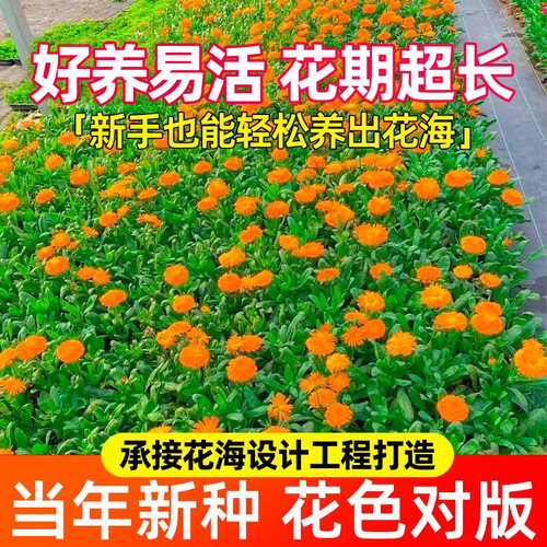金盏菊花种籽四季种植公园景区花海庭院别墅野花组合种子耐寒花籽 - 图3