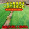 Obito real lawn carpet grass four seasons green lawn turf