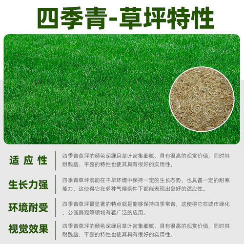 进口四季青草籽耐寒耐旱矮生耐践踏庭院别墅绿化小区公园草坪种子 - 图0
