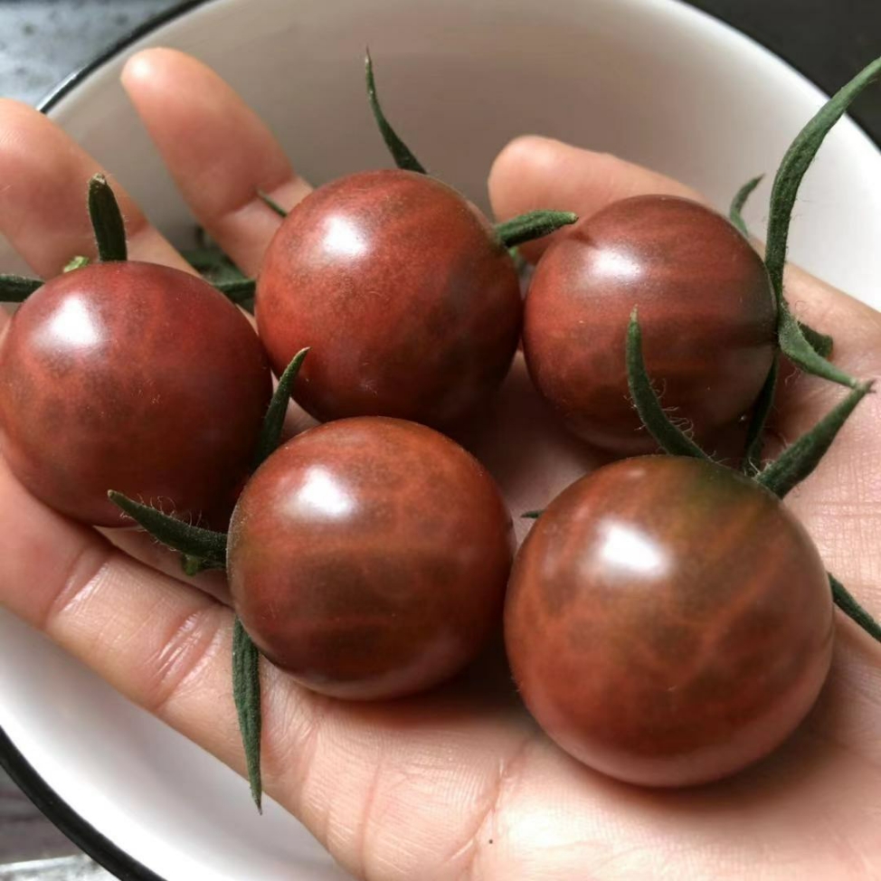 超级甜百万串收瀑布甜开胃酒红千禧西红柿圣女果小番茄种子孑籽苗