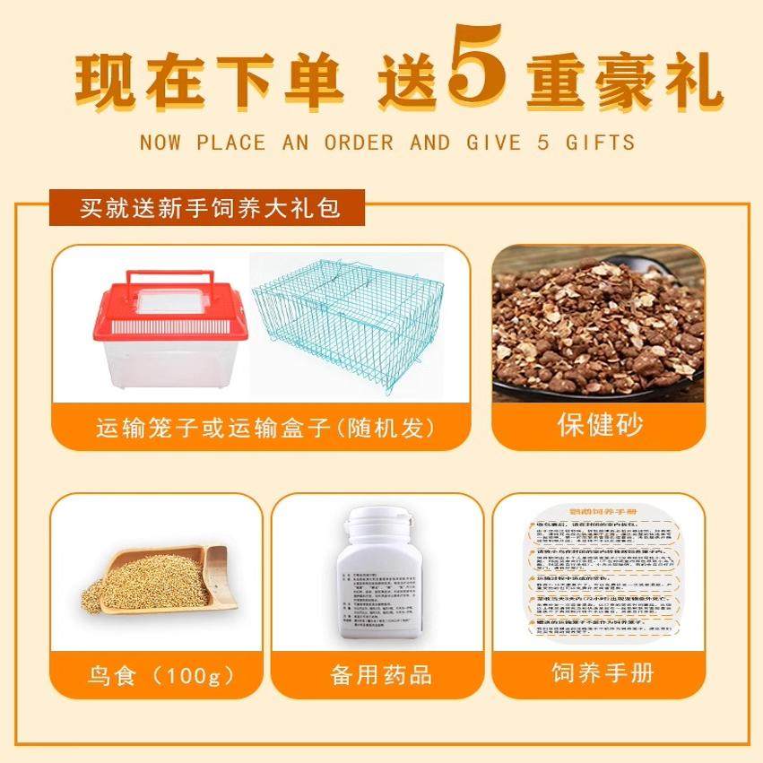 费氏牡丹鹦鹉活鸟活物手养黄桃绿桃小鸟会学说话宠物家养成年繁殖,淘宝优惠券,粉丝福利购,淘宝优惠卷