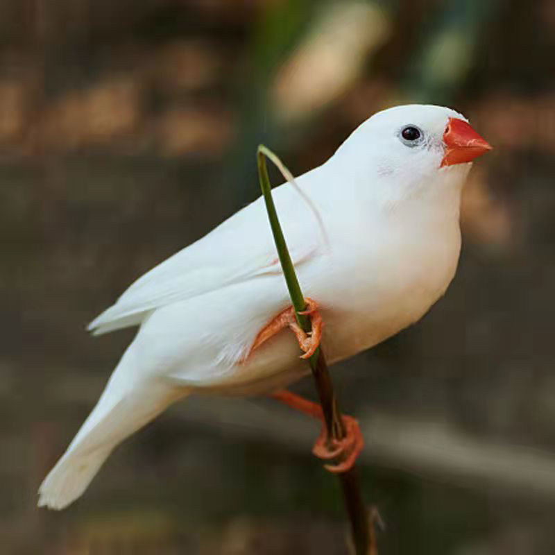 【送鸟粮】观赏鸟幼灰珍珠鸟繁殖白文鸟宠物鸟手玩鸟活体一对珍珠,淘宝优惠券,粉丝福利购,淘宝优惠卷