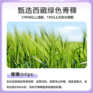 【新品买3送1】西藏青稞代餐粉早餐冲饮[10元优惠券]-寻折猪