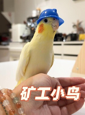 解闷神器鹦鹉玩具小太阳小头盔装饰搞笑玄凤牡丹摆拍自嗨拍照头饰