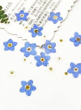 脸部装饰压花画压花薰衣草手机壳紫色干花diy材料勿忘草花手工