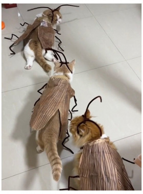 蟑螂搞怪猫咪衣服短视频同款DIY不织布搞怪条纹衣服纯情蟑螂