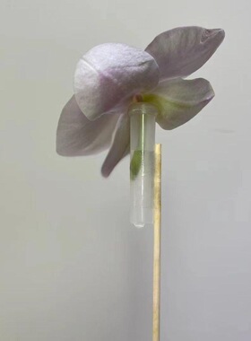 鲜花花束保水营养管养花管玫瑰蝴蝶兰加长洋兰管保鲜蓄水管花艺用