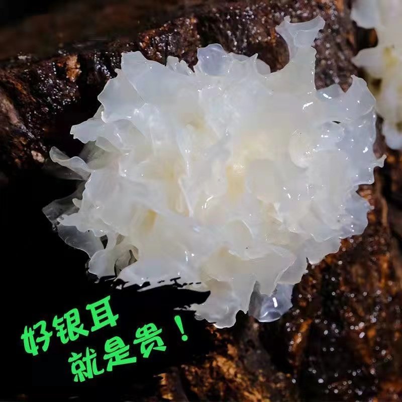 椴木小银耳干货古田农家特产新货无熏硫白木耳糯耳雪耳莲子百合羹,淘宝优惠券,粉丝福利购,淘宝优惠卷