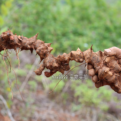 金刚藤头500g农家现挖新鲜菝葜铁菱角泡酒原料冷饭头铁刺苓金刚根 - 图2