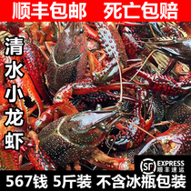 Crayfish live aquatic products 5 catties 567 Qian Xuejin Lake Clearwater Live crevette riz paddies Freshwater Shrimp Mega Crayfish Seafood