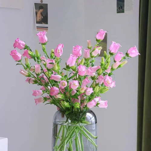 鲜花风铃花鲜花草紫罗兰鲜花可爱生日礼物洋桔梗家庭室内水培绿植 - 图3