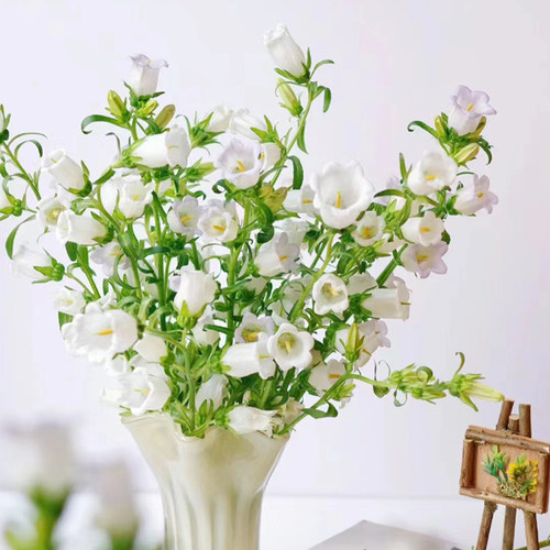 鲜花风铃花鲜花草紫罗兰鲜花可爱生日礼物洋桔梗家庭室内水培绿植 - 图2