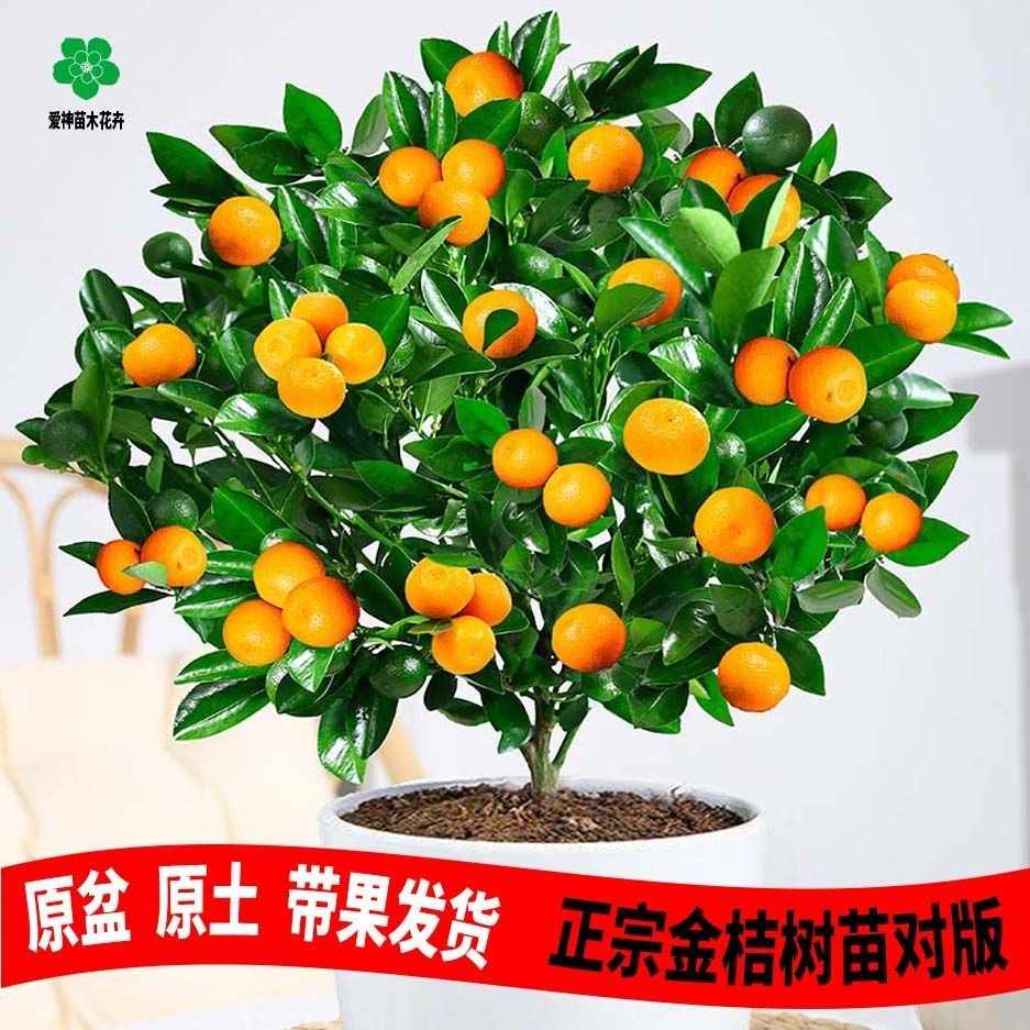 四季金桔树盆栽 新人首单立减十元 22年4月 淘宝海外