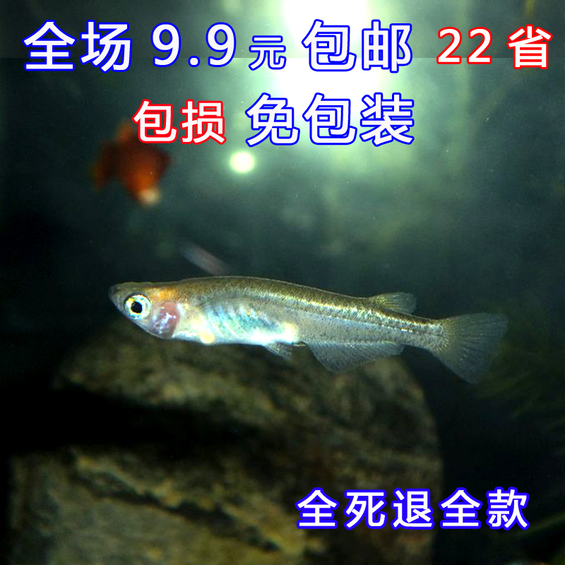 蓝眼桂系青鳉观背青将观赏鱼活体水族原生群游小型淡水冷水除油膜 - 图1