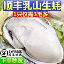 (Shunfeng) Dairy Mountain oysters live with box 6 catfish Oyster Seafood Shellfish with shell Sea oysters Extra large consumption