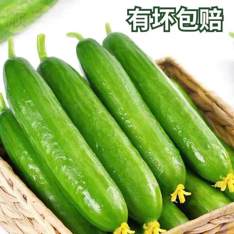 【现摘现发】山东脆嫩水果小黄瓜新鲜无刺青瓜应季即食可生吃蔬菜 - 图0