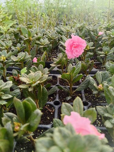 穴盘苗雾岛杜鹃杂交杜鹃花东洋杜鹃四季杜鹃皋月杜鹃进口新品种 - 图0
