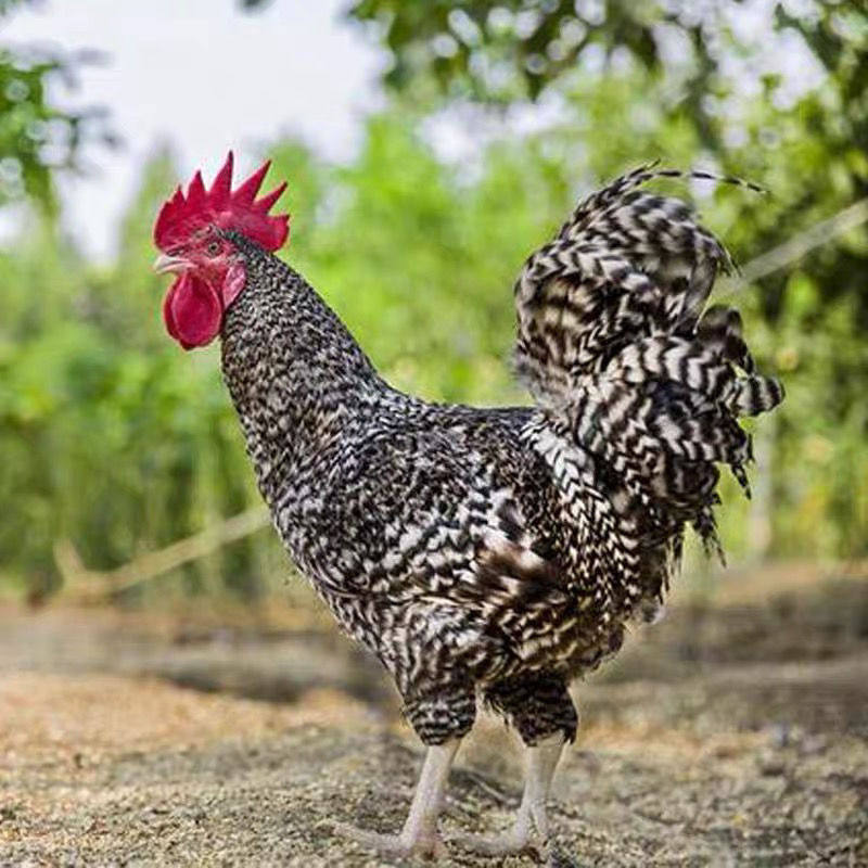 正在产蛋芦花鸡活体成年鸡绿壳蛋成年芦花鸡纯种芦花鸡活体母鸡,淘宝优惠券,粉丝福利购,淘宝优惠卷