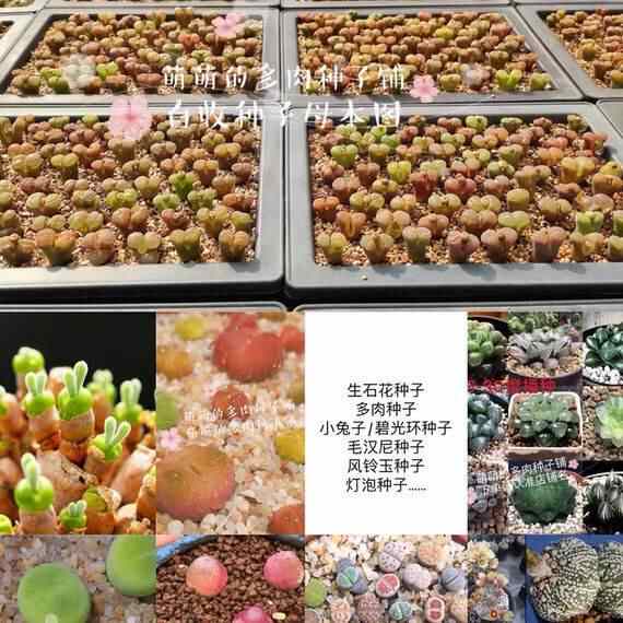 多肉植物种子 新人首单立减十元 22年4月 淘宝海外