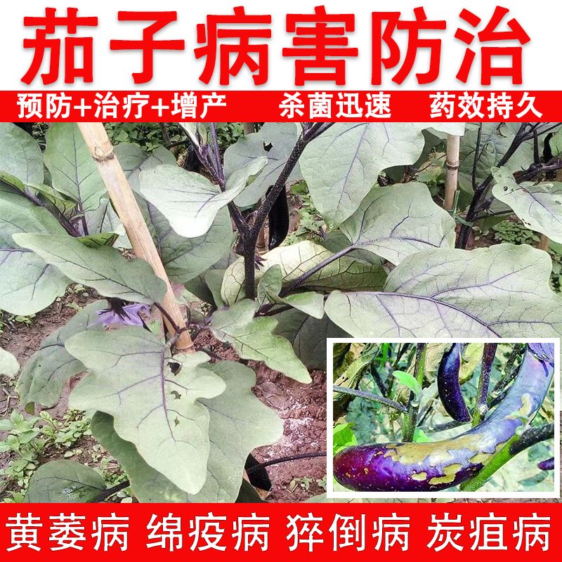 茄子专用杀菌剂茄子病菌清病全治早疫病棉疫病黄萎病褐纹病杀菌剂 - 图1