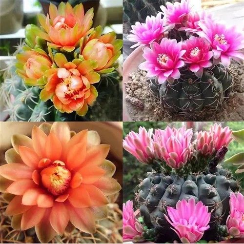 绯花玉组合仙人球招财室内办公室桌面多肉植物盆栽开花组合,淘宝优惠券,粉丝福利购,淘宝优惠卷