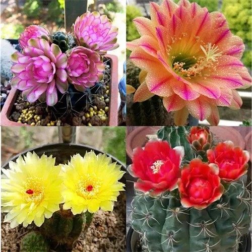 绯花玉组合仙人球招财室内办公室桌面多肉植物盆栽开花组合,淘宝优惠券,粉丝福利购,淘宝优惠卷