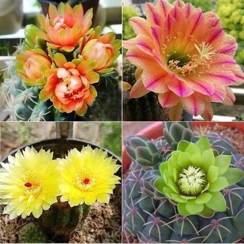 绯花玉组合仙人球招财室内办公室桌面多肉植物盆栽开花组合,淘宝优惠券,粉丝福利购,淘宝优惠卷