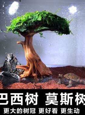 莫斯树鱼缸树真树沉木水草懒人造景无需底沙大蘑菇头鱼缸造景摆件