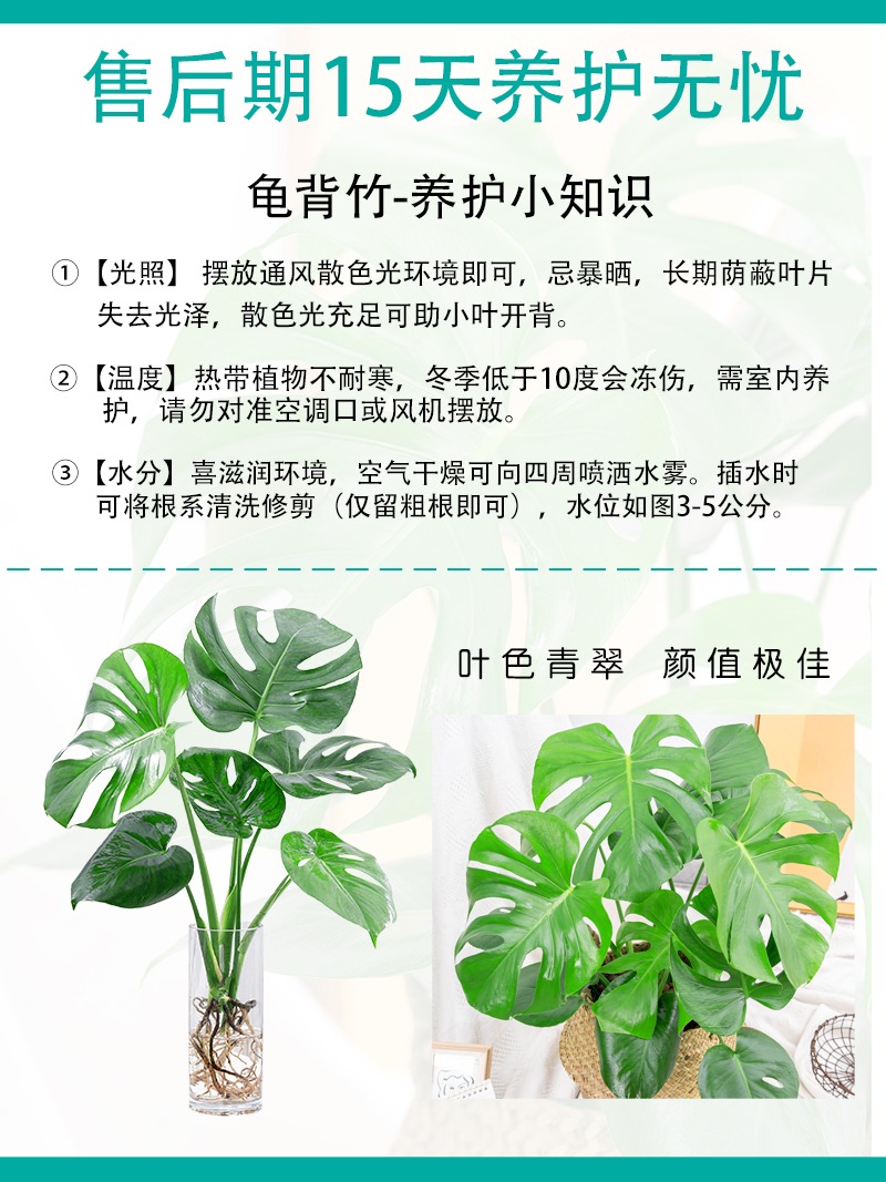 龟背竹水培植物室内大型盆栽客厅四季好养吸甲醛净化空气观叶绿植 - 图2