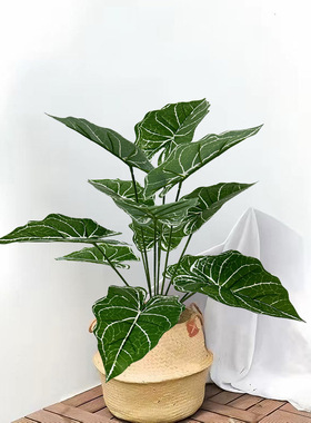 跨境仿真绿植白根花烛叶大型造景盆栽户外落地植物假植物仿生绿植