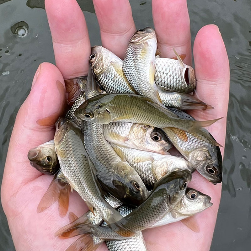 优质鲤鱼苗淡水养殖食用活体特大鲤鱼苗建鲤黑红鲤鱼苗小鱼苗冷水 - 图2