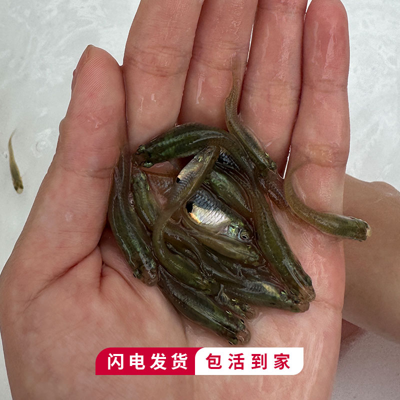 食蚊鱼观赏鱼原生冷水鱼大肚鱼吃蚊子幼虫饲料鱼小鱼苗喂乌龟喂蛙 - 图0