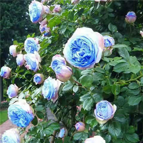 木香花苗七里香爬藤植物白红黄木香花苗盆栽阳台庭院四季攀援花卉