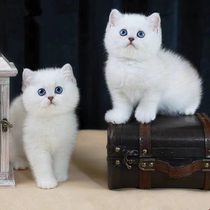 English Short Silver Asymptotic Kitten Living Pet Cat Blue Eyes Silver Dot Cub Cute Little Milky Cat UK Short Fur Kitty