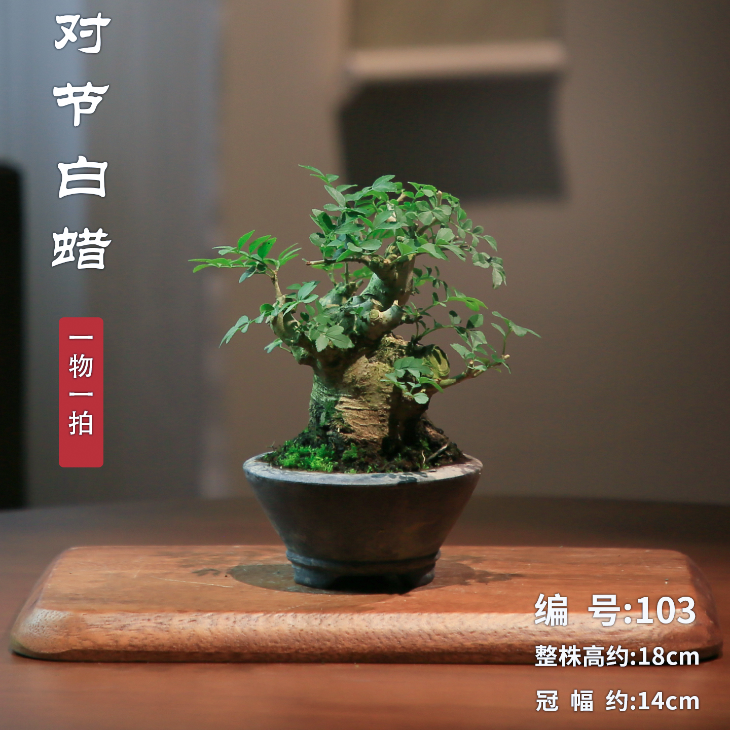 对节白蜡年功矮霸老桩造型盆景一物一拍阳台植物办公室桌面盆栽,淘宝优惠券,粉丝福利购,淘宝优惠卷