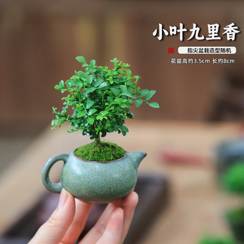 车载绿植迷你小盆栽拇指微型盆景九里香室内桌面真花植物汽车摆件 - 图3