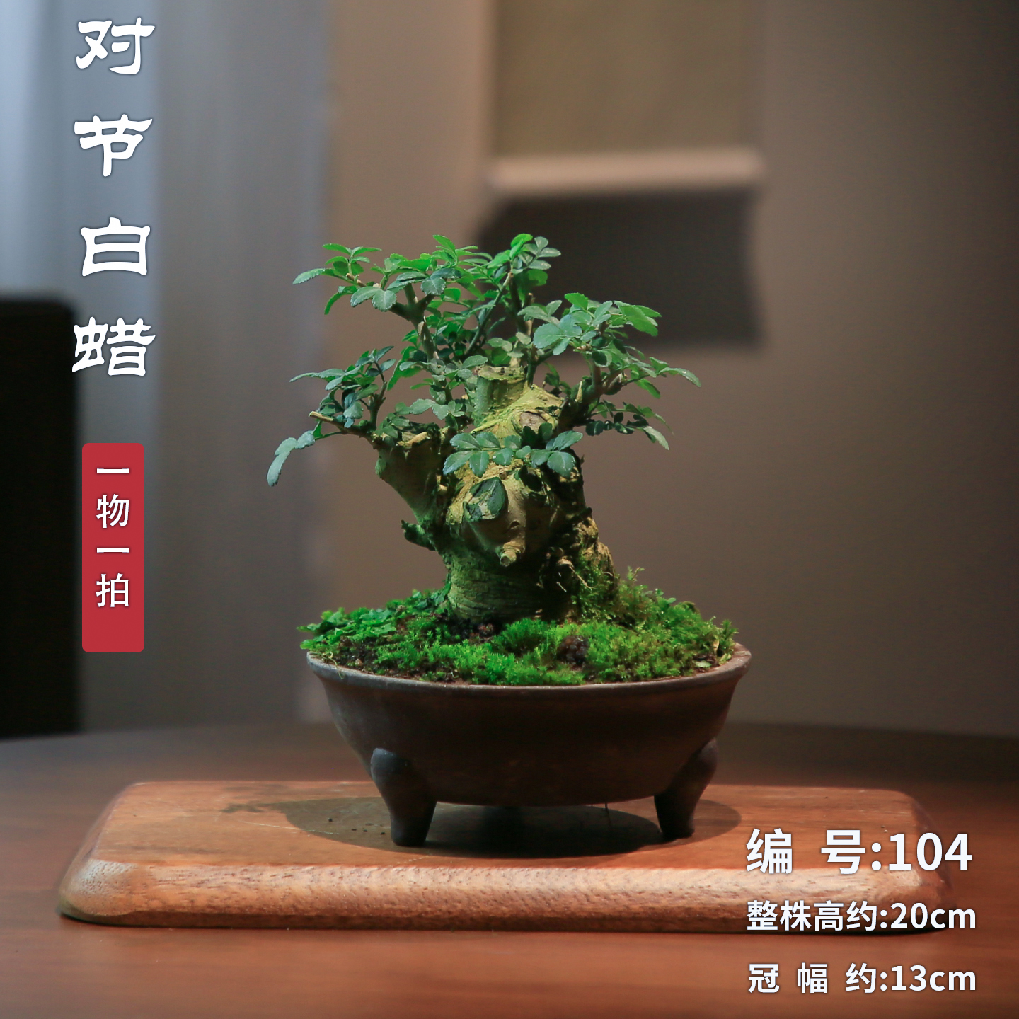 对节白蜡年功矮霸老桩造型盆景一物一拍阳台植物办公室桌面盆栽,淘宝优惠券,粉丝福利购,淘宝优惠卷