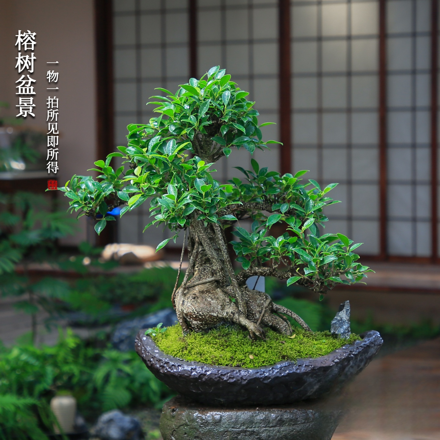 榕树造型一物一拍老桩盆景四季常绿庭院好养别墅冬季植物室内盆栽,淘宝优惠券,粉丝福利购,淘宝优惠卷