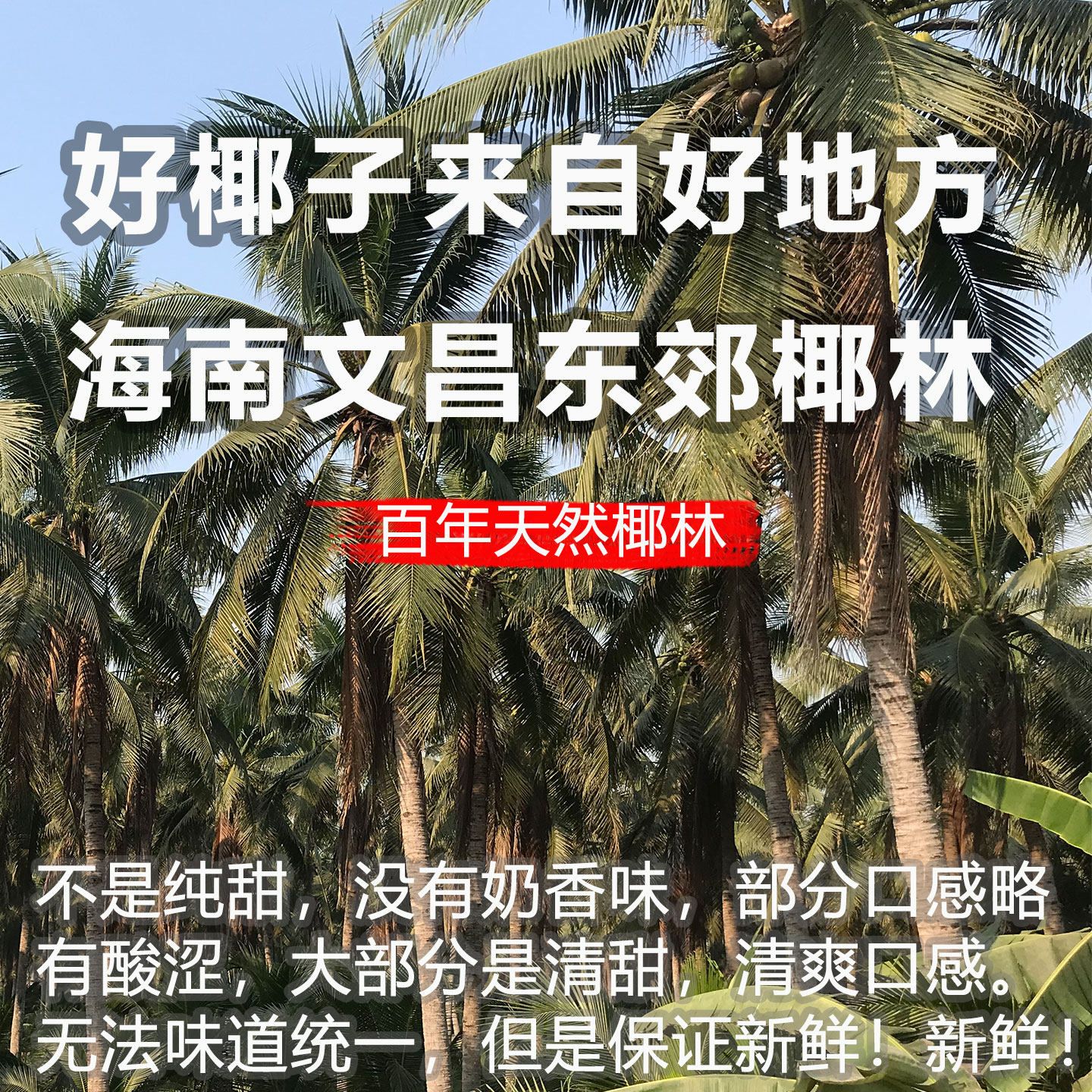 海南三亚牛奶椰皇大果新鲜现摘孕妇水果椰子蛋奶香水白椰青爽口感,淘宝优惠券,粉丝福利购,淘宝优惠卷