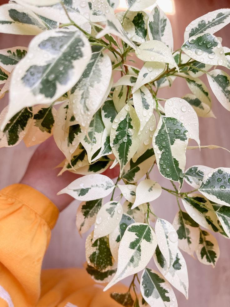 塔希希提花园可可榕花叶垂叶榕Ficus benjamina 'Variegata'盆栽 - 图2