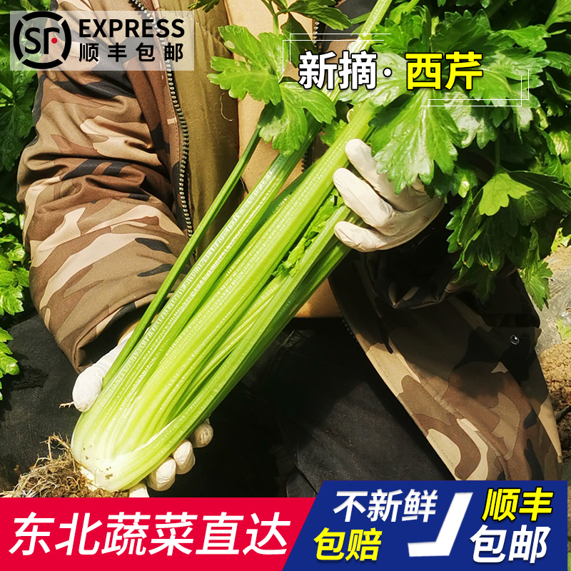 榨汁西芹新鲜东北农家现摘蔬菜嫩绿芹菜大棵芹菜多汁洋芹顺丰包邮-图0